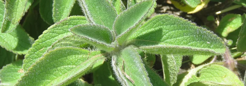 Форсколин (экстракт Coleus forskohlii)